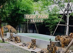 Tiger Park Pattaya.